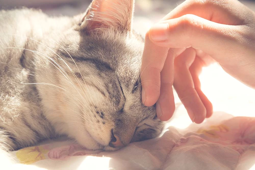 pets